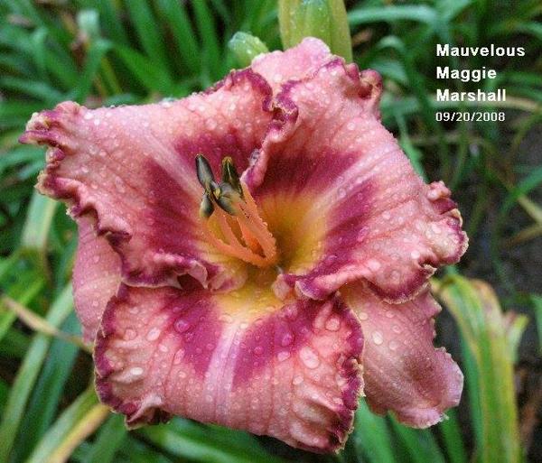 mauvelous maggie